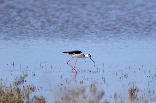 Echasse blanche / Black-winged Stilt